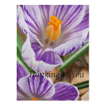 Purpled Sweet Postcards
