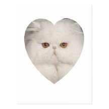 Purrfect Kitty Post Card