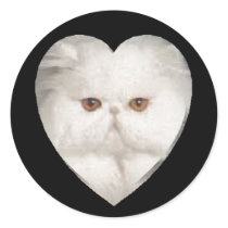 Purrfect Kitty