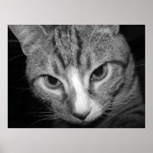 Purty Kitty Poster