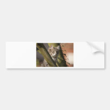Pussy Cat Bumper Stickers