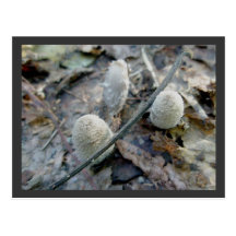Pussy Willow Mushroom Postcard