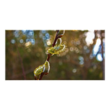 Pussy Willow Photo Greeting Card