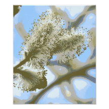 Pussywillows Impression Photographique