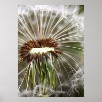 Pusteblume Posters
