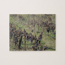 Puzzle: Unharvested Grapes after Frost