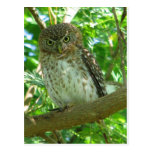Pygmée-hibou cubain carte postale