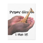 Pygmy Giraffe postcards