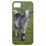 Pygmy Goat iPhone 5 Case-Mate Case
