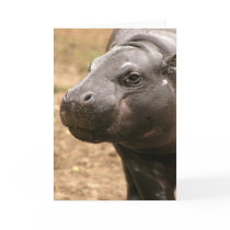 Pygmy Hippo Greeting Card