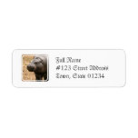 Pygmy Hippo Mailing Label