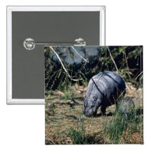 Pygmy Hippo-small calf Pinback Button