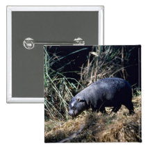 Pygmy Hippo-small calf Pinback Buttons