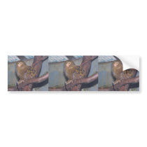 Pygmy Marmoset Portrait Bumper Sticker