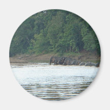 Pygmy Paddle Fridge Magnet