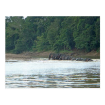 Pygmy Paddle Postcard