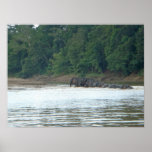 Pygmy Paddle Poster
