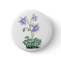 Pyrenees Columbine - Aquilegia pyrenaica Button