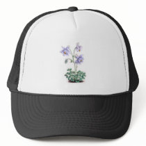 Pyrenees Columbine - Aquilegia pyrenaica Hat