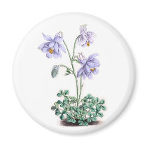 Pyrenees Columbine - Aquilegia pyrenaica Magnets