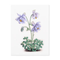 Pyrenees Columbine - Aquilegia pyrenaica Post Card