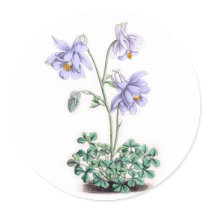 Pyrenees Columbine - Aquilegia pyrenaica Round Stickers