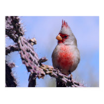 Pyrrhuloxia Desert Cardinal postcards