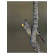 Pyrrhuloxia Flyers