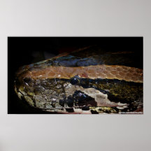 Python bivittatus plakatdrucke