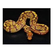 Python de boule de Brown et d'or Cartes Postales