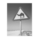 Qatar, Al Zubarah. Camel Crossing Sign-Road to