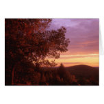 Quabbin Forest Dawn Cards