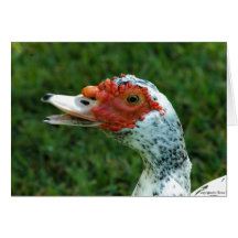 Quackity Quack Don't Talk Back Greeting Cards