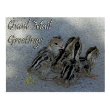 Quail Mail Greetings Postcards
