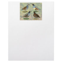 Quail Quartet Letterhead Design
