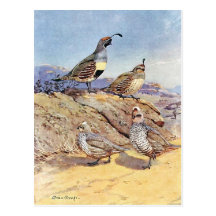 Quails by Allan Brooks Postcards