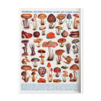 Quaint and Curious Toadstools Postcards