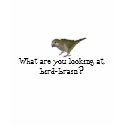 Quaker Parakeet t-shirts