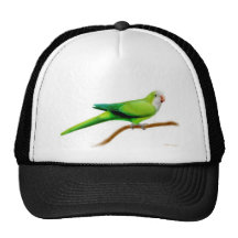 Quaker Parrot Hat