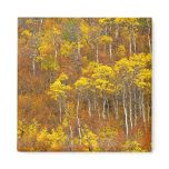 Quaking aspen grove in peak autumn colour in 2