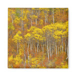 Quaking aspen grove in peak autumn colour in