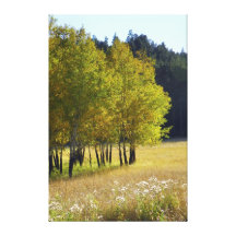 Quaking Aspens in Early Autumn Gallery Wrap Canvas