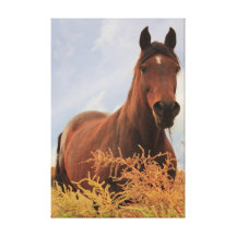 Quarter Horse Canvas Prints