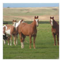 Quarter Horse Herd Invitation