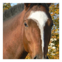 Quarter Horse Invitation