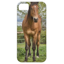 Quarter Horse iPhone 5 Cover