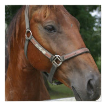 Quarter Horse Photo Invitation