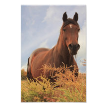 Quarter Horse Photograph