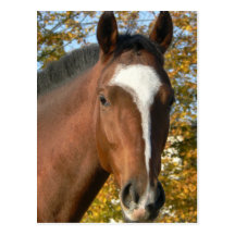 Quarter Horse Postcard