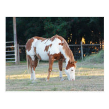 Quarterhorse 2 carte postale